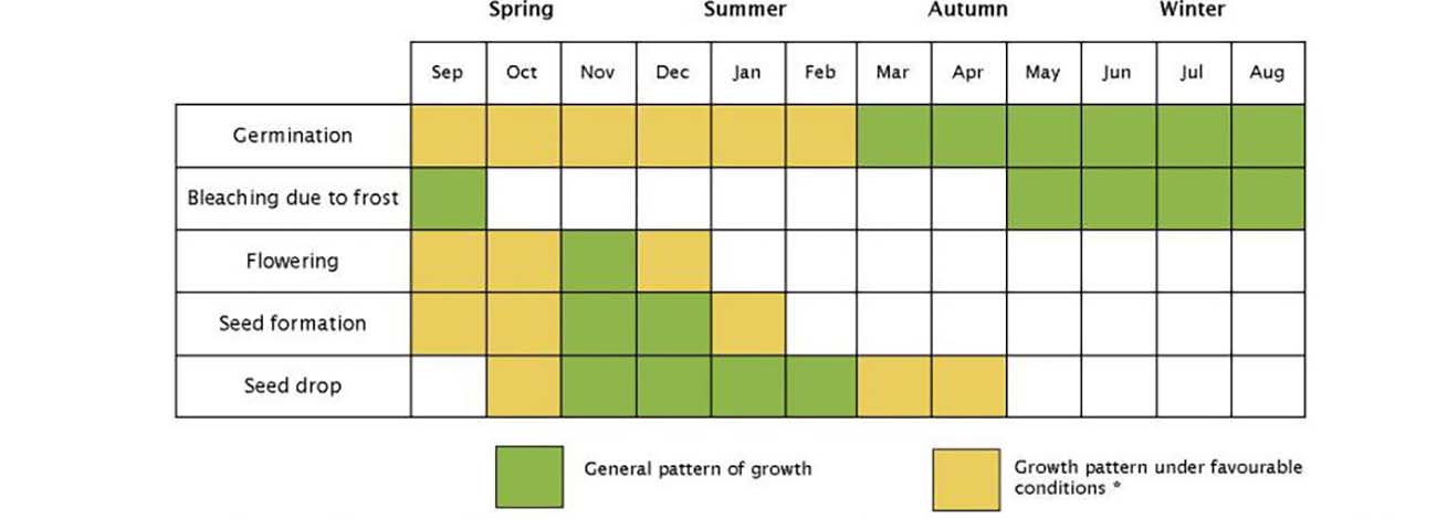 The timing of different stages can vary depending on temperature, rainfall and soil fertility. Source: National Serrated Tussock Best Practice Manual 2008.